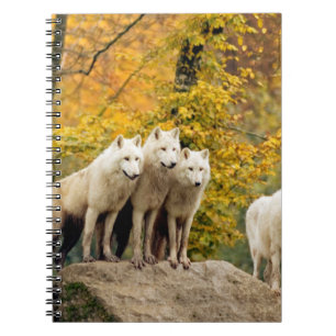 Carnet Loups blancs de l'Alaska dans la forêt