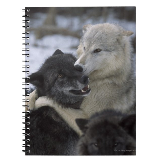 Carnet Loups dans la neige | Montana, Etats-Unis (Devant)