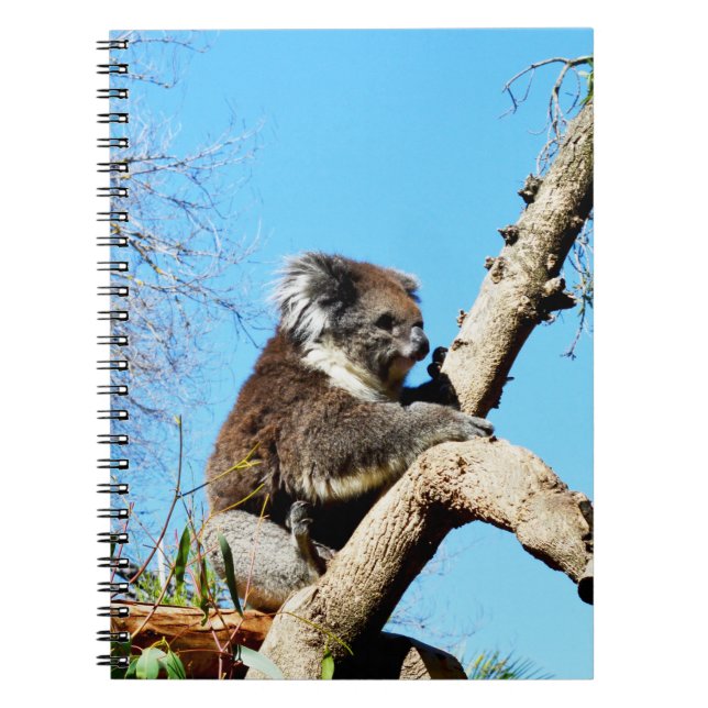 Carnet L'Ours Koala Australien Dans Le Vieux Pin Arbre, (Devant)