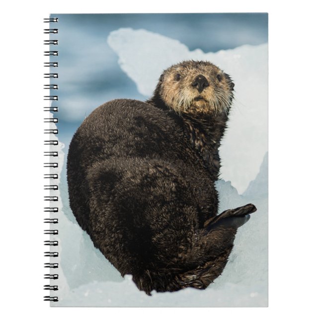 Carnet Loutre de mer (Devant)