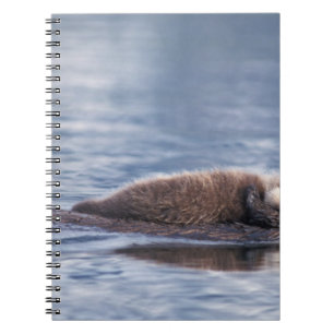 Carnet loutre de mer, Enhydra lutris lutris