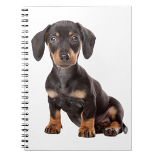 Carnet Love Dachshund Puppy Black & Tan Dog