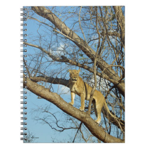 Carnet Lune dans un arbre