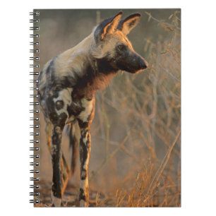 Carnet Lycaon Pictus (Chien Sauvage Africain), Kruger