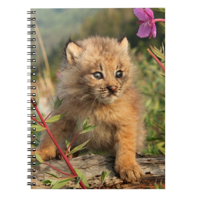 Carnet Lynx Kitten, Canada, Alaska (Devant)
