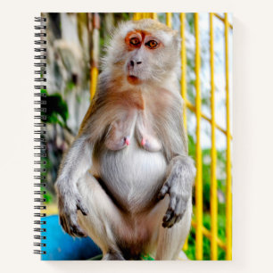 Carnet Macaque crabier