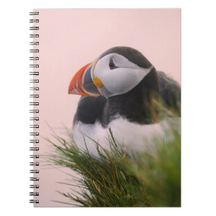 Carnet Macareux atlantique (Fratercula arctica)