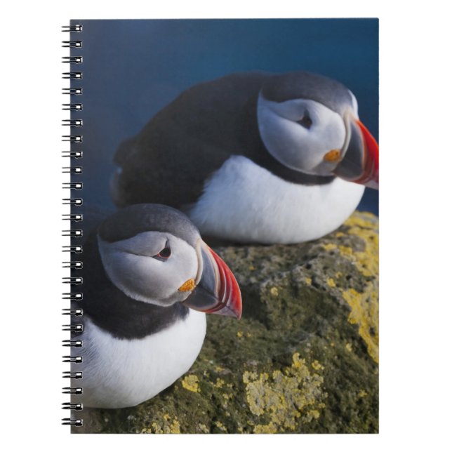 Carnet Macareux atlantique (Fratercula arctica) 7 (Devant)