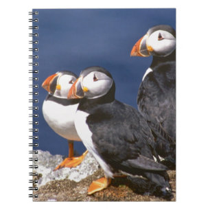 Carnet Macareux-tastic