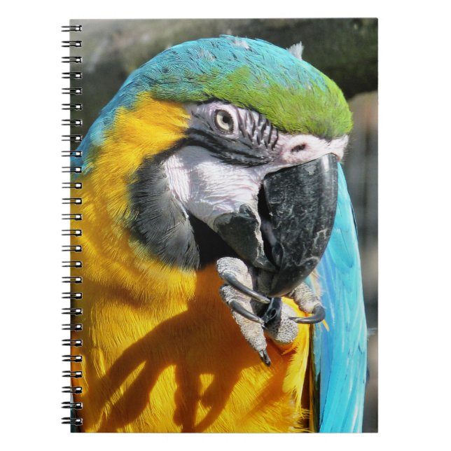 CARNET MACAWS (Devant)