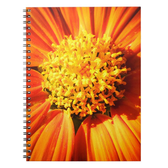 Carnet Macro Fleur Orange Radieuse Photo de Nature (Devant)