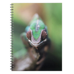 Carnet Madagascar, Caméléon panthère à barre rouge