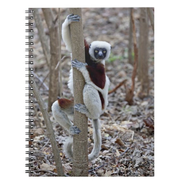 Carnet Madagascar, réserve d'Ankarafantsika ; Ampijoroa ; (Devant)