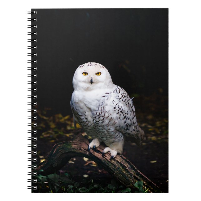 Carnet Magnifique harfang des neiges d'hiver (Devant)