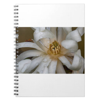 Carnet Magnolia étoilé