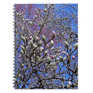 Carnet Magnolia, Masse de Bourgeons