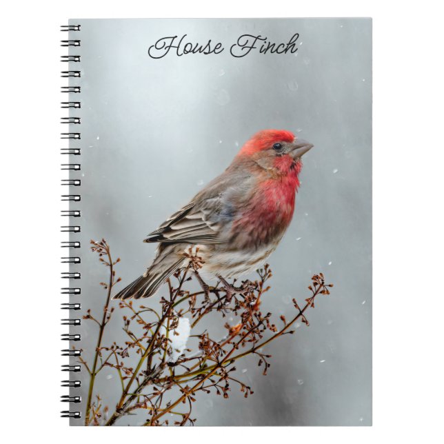 Carnet Maison Finch en Neige - Photo originale (Devant)