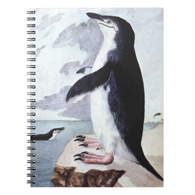 Carnet Manchot à jugulaire, Oiseaux d'Antarctique d'autre (Devant)