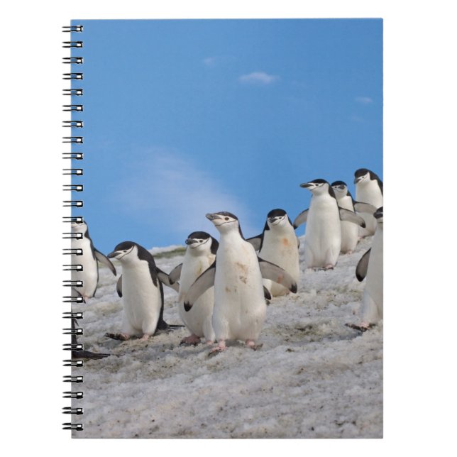 Carnet Manchots à Collier | Pygoscelis Antarctica (Devant)