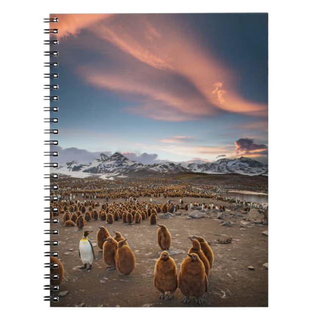 Carnet Manchots au coucher du soleil (Devant)