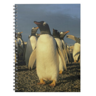 Carnet Manchots papous, (Pygoscelis papua), Malouines