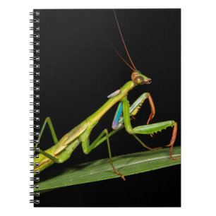 Carnet Mante religieuse, Odzala, Parc national de Kokoua