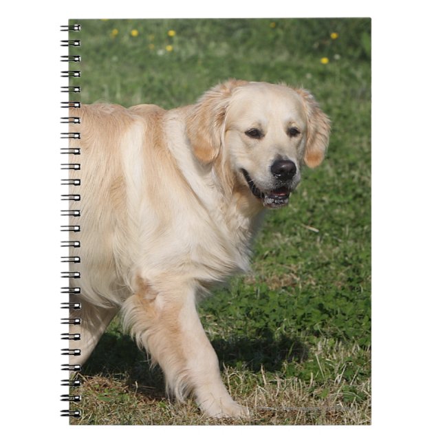 Carnet Marche de golden retriever (Devant)