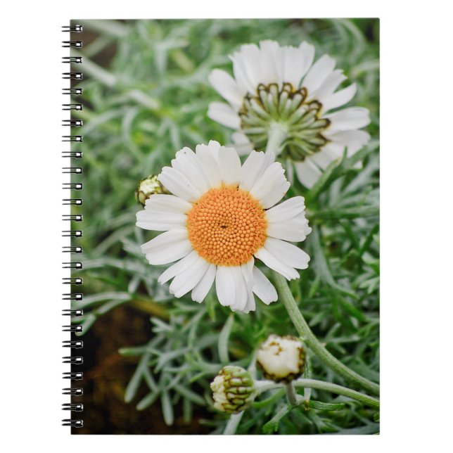 Carnet Marguerite des prés (Devant)