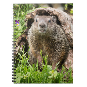 Carnet Marmotte dans un tronc creux