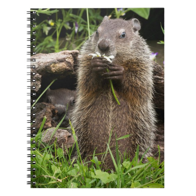 Carnet Marmotte mâchonnant une fleur (Devant)