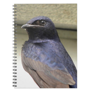 Carnet Martin pourpre majestueuse