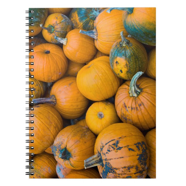 Carnet Massachusetts, Salisbury, citrouilles, automne (Devant)