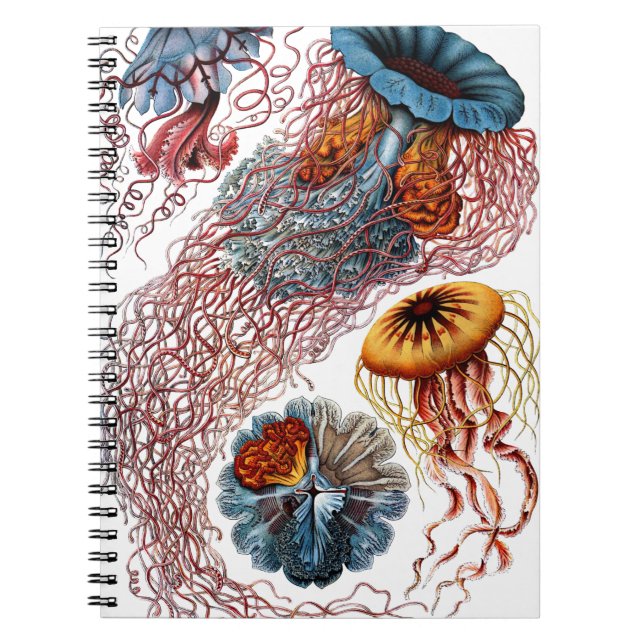 Carnet Méduses par Ernst Haeckel (Devant)