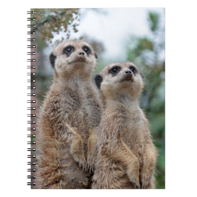 Carnet Meerkat 013 (Devant)