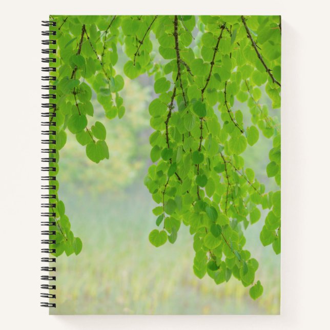 Carnet Membres d'arbre Katsura au printemps | Seabeck, WA (Devant)