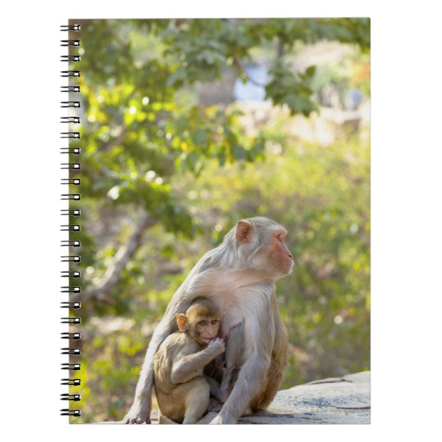 Carnet Mère et bébé Rhesus Macaque singes sur le mur (Devant)