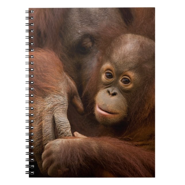 Carnet Mère orang-outan et bébé au zoo (Devant)