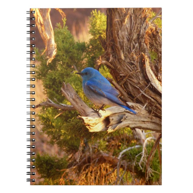 Carnet Merlebleu montagnard dans le parc national d'Arche (Devant)