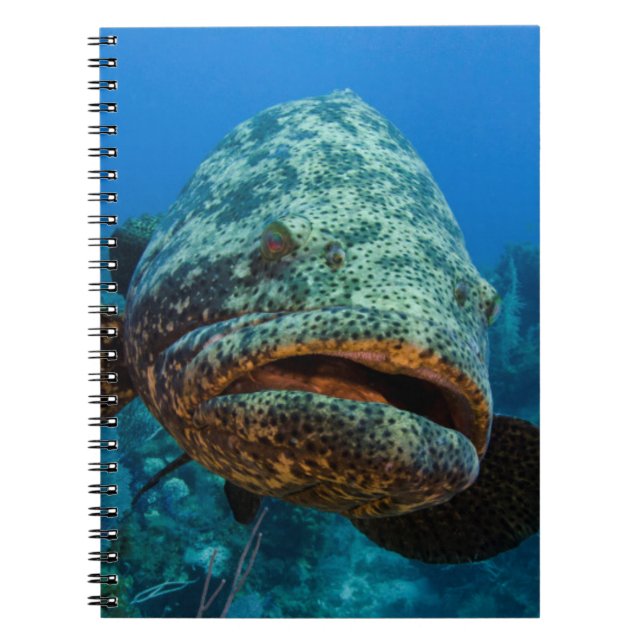 Carnet Mérou géant de l'Atlantique (Devant)