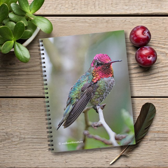 Carnet Merveilleux colibri d'Anna masculine sur le prunie (Stunning Anna's Hummingbird on the Plum Tree Journal Cover Photo)