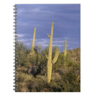 Carnet Mexique, Baja del Norte, Catavina Desert National 