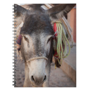 Carnet Mexique, San Miguel De Allende 2