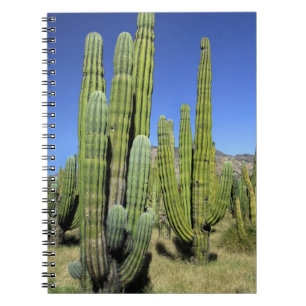 Carnet Mexique, Sonora, San Carlos. Saguaro & Organ Pipe