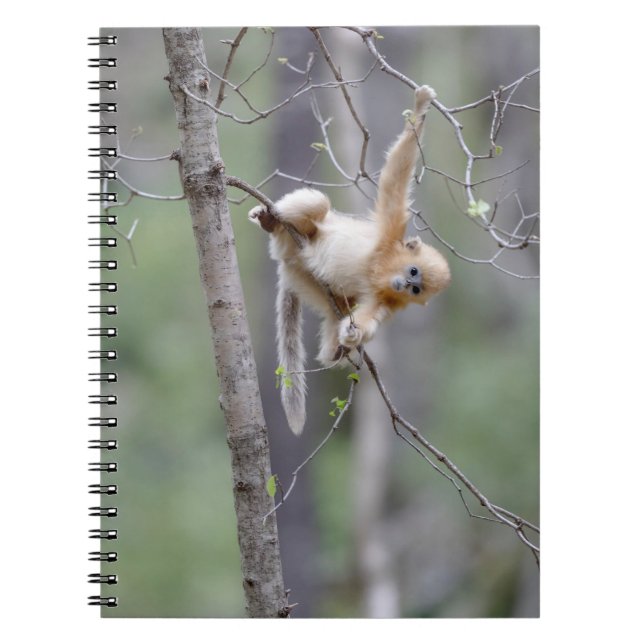 Carnet Mignon singe doré nez retroussé sur des branches d (Devant)