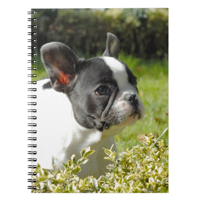 Carnet Mignonne taurin français sur l'herbe (Devant)