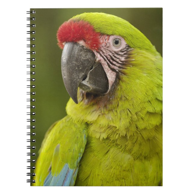 Carnet Militaire Macaw (Devant)