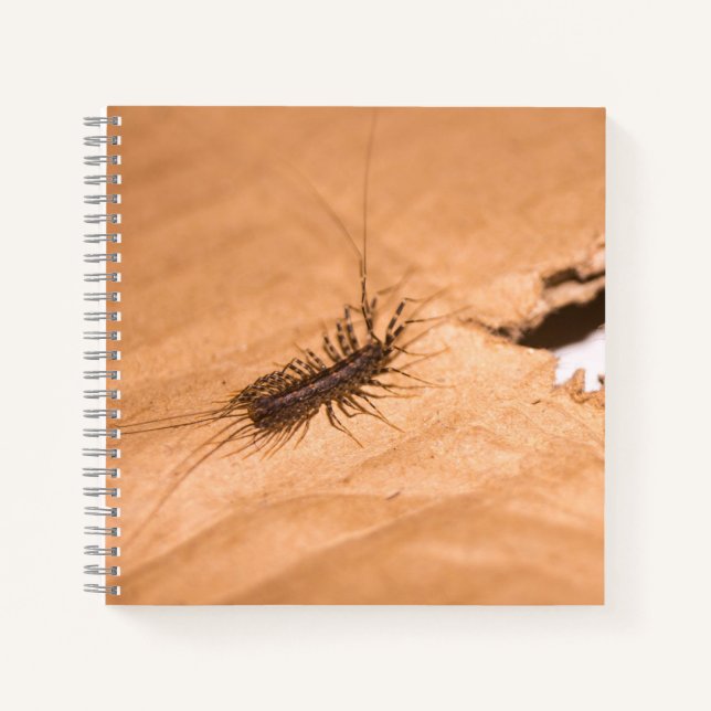 Carnet Mille-pattes domestique (Devant)