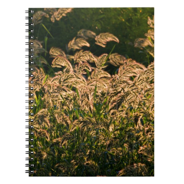 Carnet Millet sauvage (Panicum Sp.) poussant dans une zon (Devant)