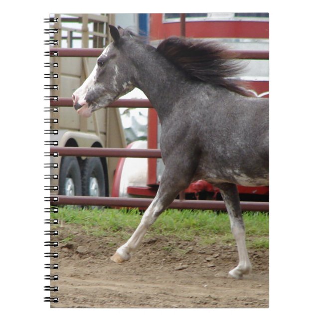 Carnet Mini cheval en classe liberté (Devant)