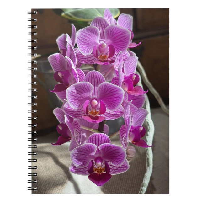 Carnet Mini Phalaenopsis Sogo Vivien Orchidée violet (Devant)